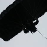 black canopy